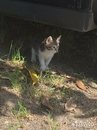 Кошки в добрые руки