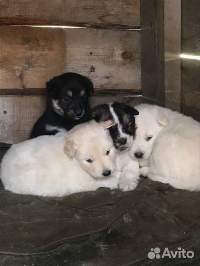 Щенки