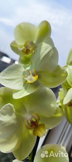 Орхидея Яра цветут