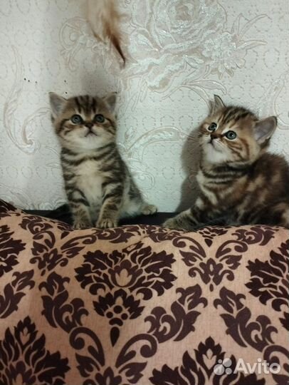 Продаются шотландские котята