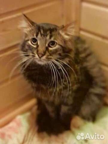 Издевались над котиком