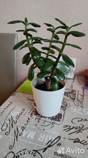 Комнатные цветы 