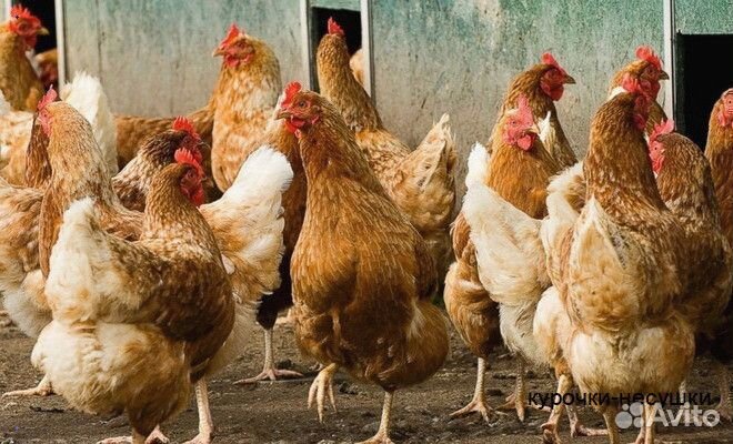 Несушки с фермы