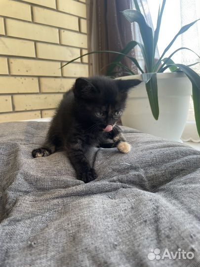 Котятки