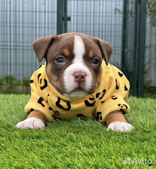 Американский булли