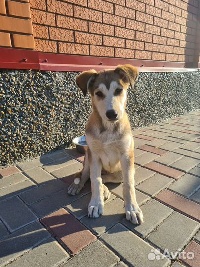 Щенок рыжий потеряшка