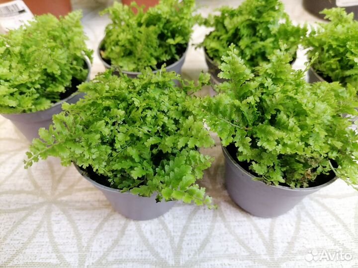 Схизматоглоттис моттлеана, Аглаонемы, Папоротники