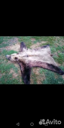 Изготовление чучел птиц и зверей. Таксидермия