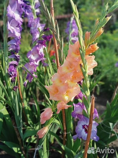 Гладиолусы луковицы