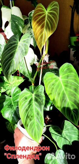 Филодендрон Кобра желтая,Карамель марбл,Сплендид