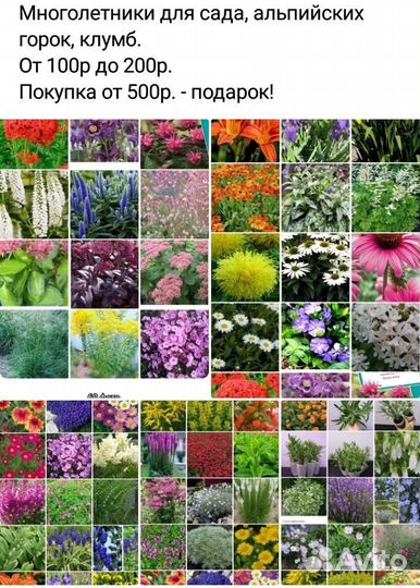 Многолетники для сада, и редкие и забытые когда-то