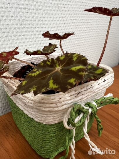 Бегония Бауэра