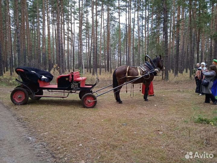 Конные прогулки