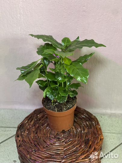 Кофе арабика