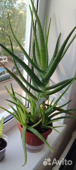 Алоэ вера большой