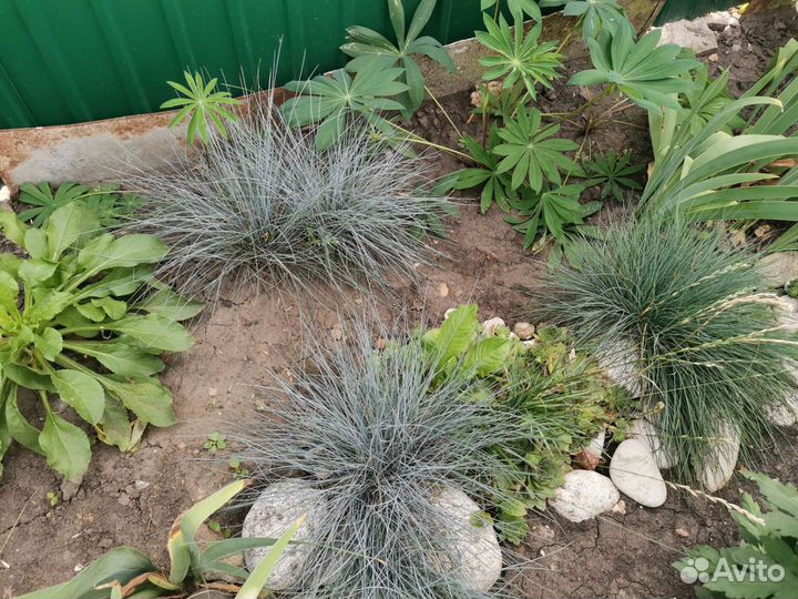 Овсяница сизая