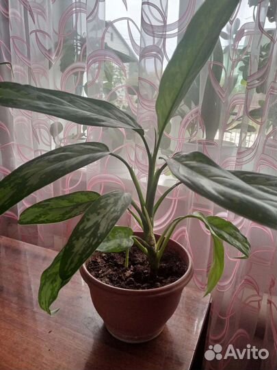 Комнатные цветы