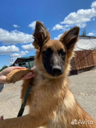 Щеночек Манго ждёт вас в приюте