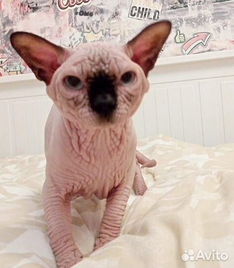 Канадский сфинкс кот