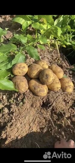 Картофель крупный продовольственный на хранение