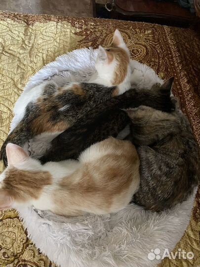 Котята добрые руки