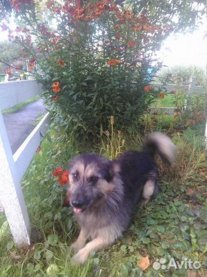 Передержка собак