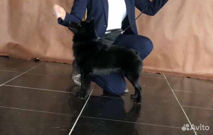 Вязка кобель Шипперке