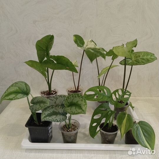 Комнатные растения