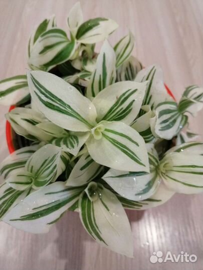 Традесканция альба