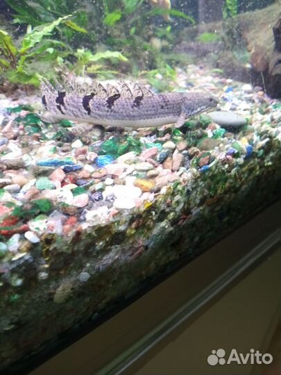 Аквариумные рыбки