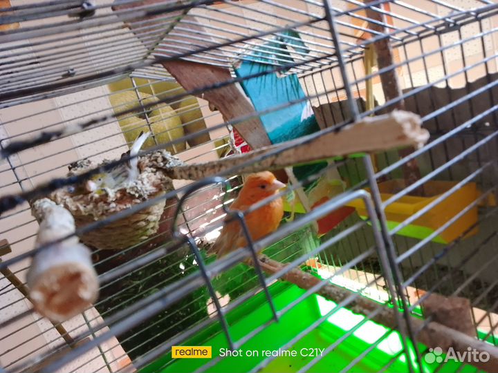 Канарейка и кенар