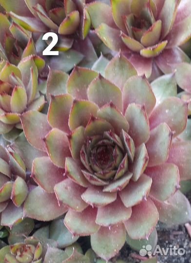 Молодило (каменная роза)