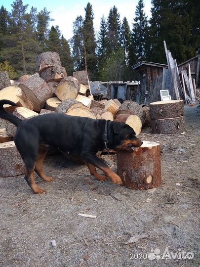 Щенки ротвейлера