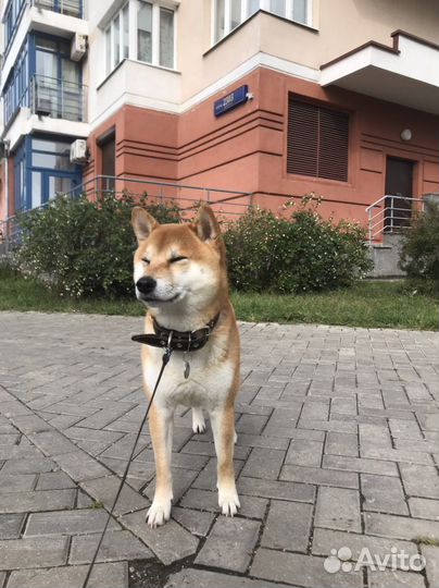 Сиба-ину кобель вязка