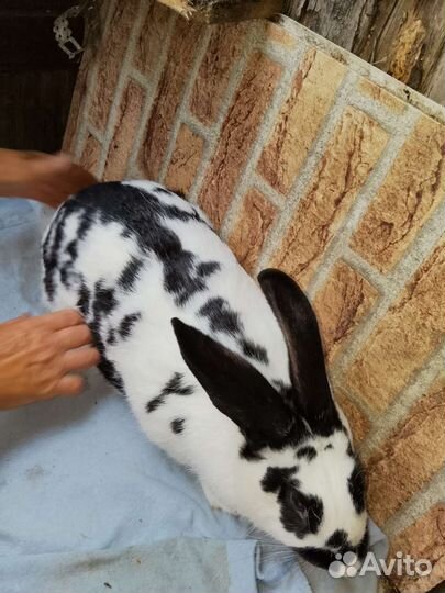 Кролики мясных пород