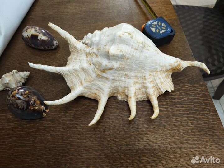 Морские ракушки