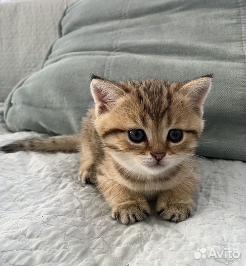 Котята шотландская вислоухая