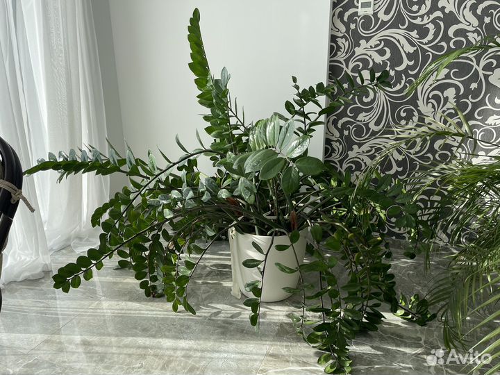 Замиокулькас денежное дерево