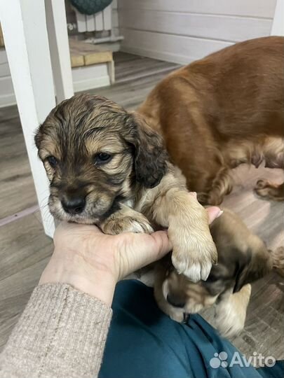 Щенки английский кокер спаниель