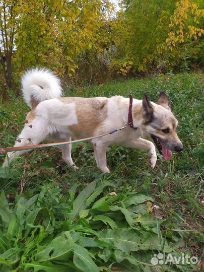 Отличный пёс в добрые руки