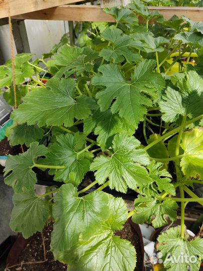 Рассада кабачков