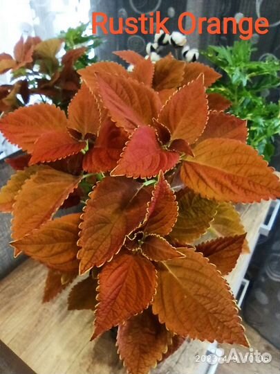 Черенки Колеуса