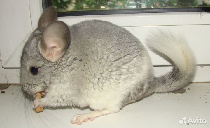 Шиншилла белый Вильсон нф мальчик