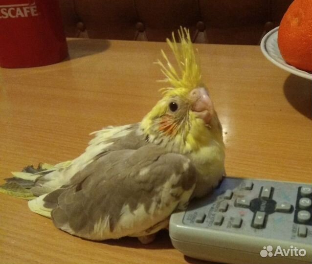 Домашние попугайчики