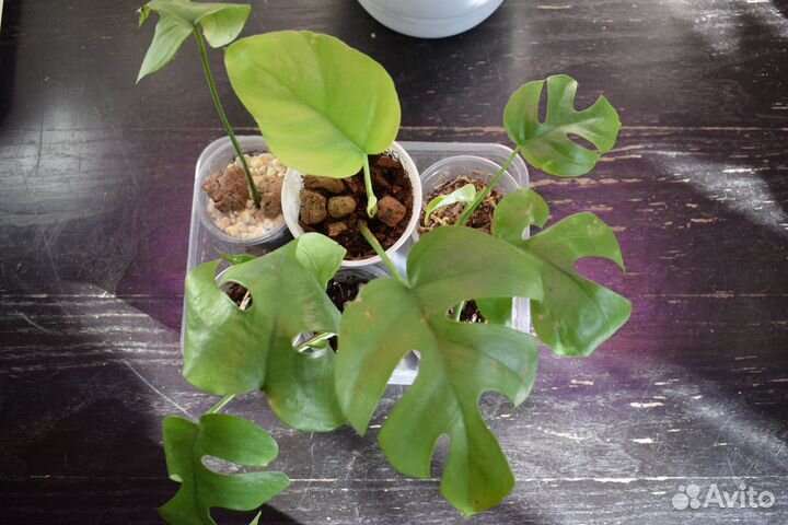 Монстеры Манки, Минима (рафидофора) Сильтепекана