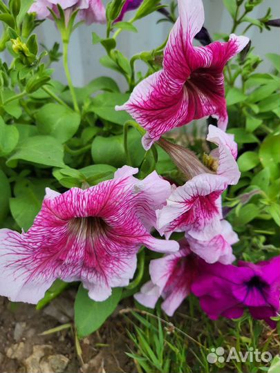 Петуньи, георгины, лобелия, газания