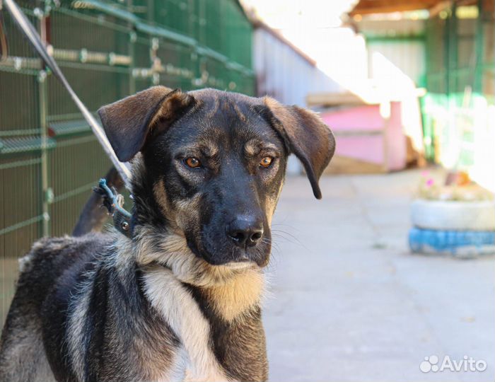 Крупная собака