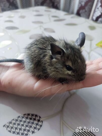 Дегу малыши