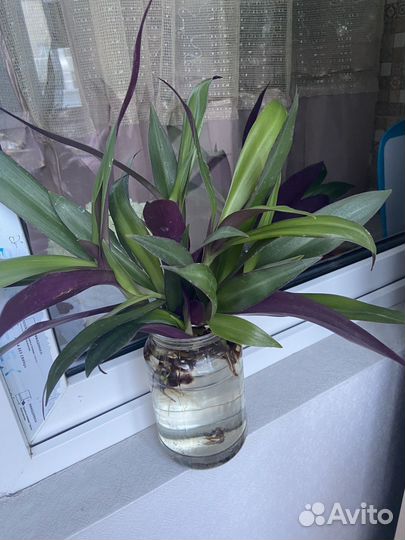 Отдам бесплатно деток Рео