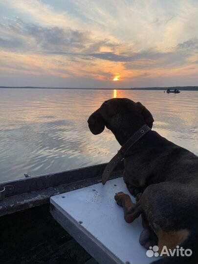 Вязка карликовая такса